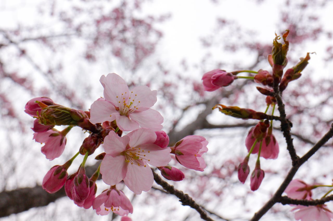 常盤公園の桜。