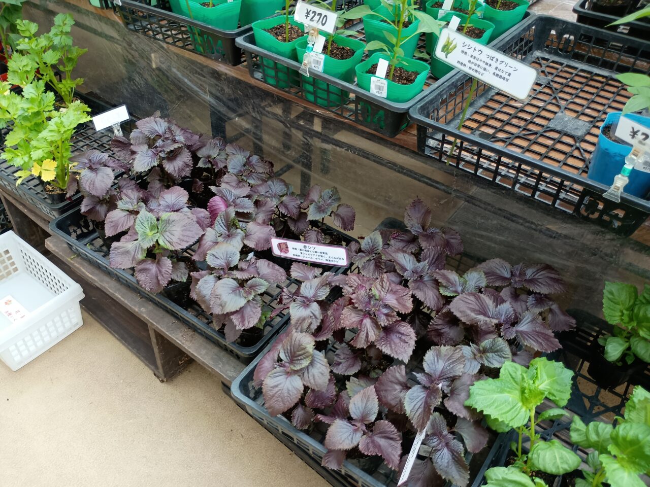 豊平公園ハーブ展