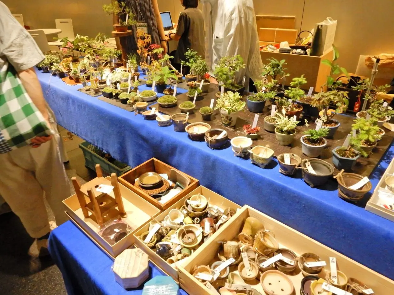 盆栽フェス