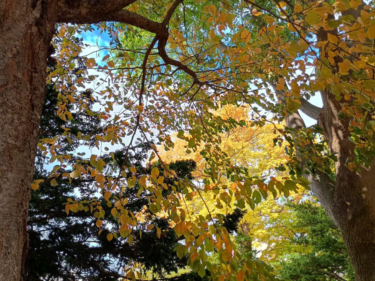 屯田の森