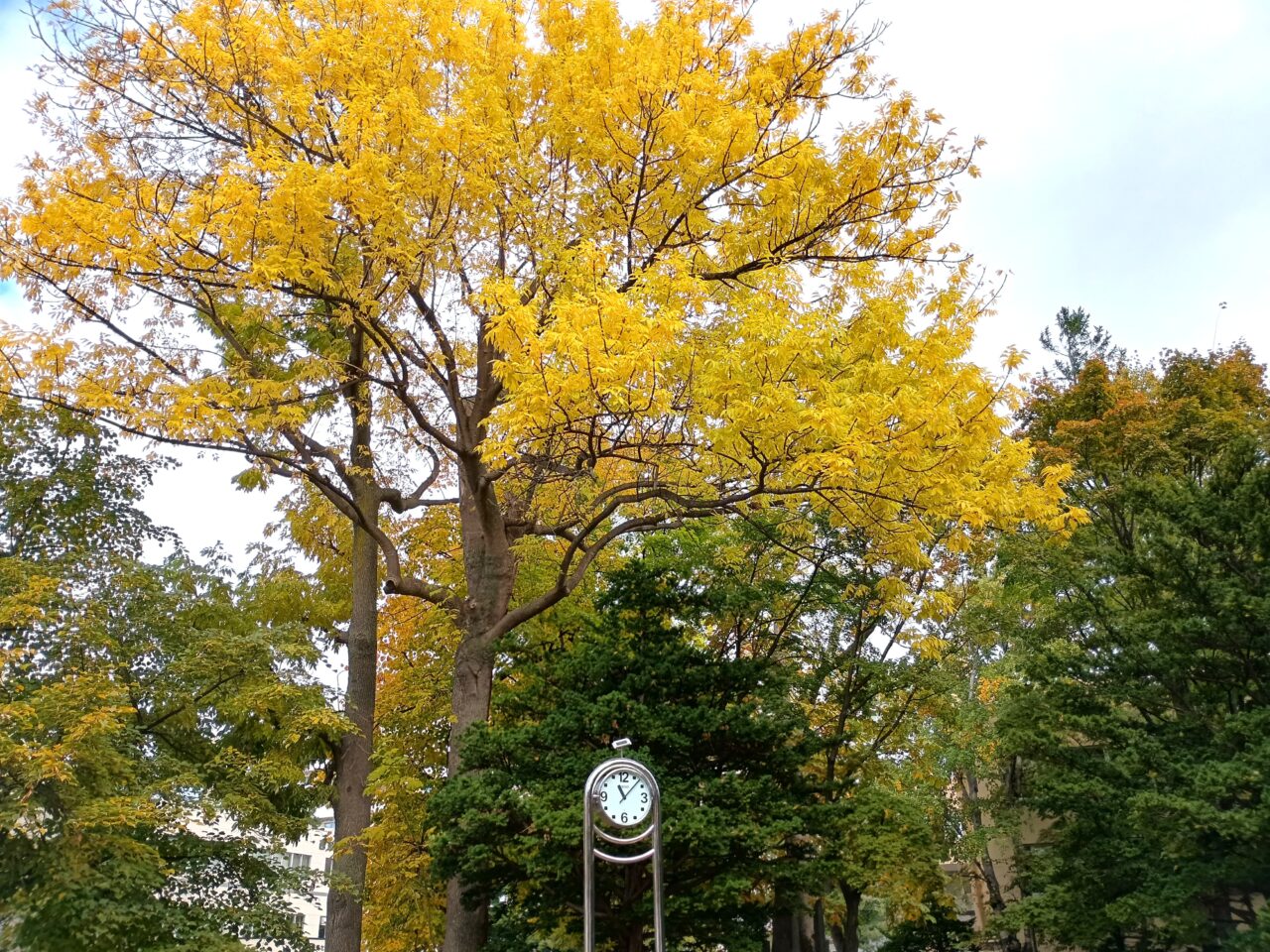屯田の森