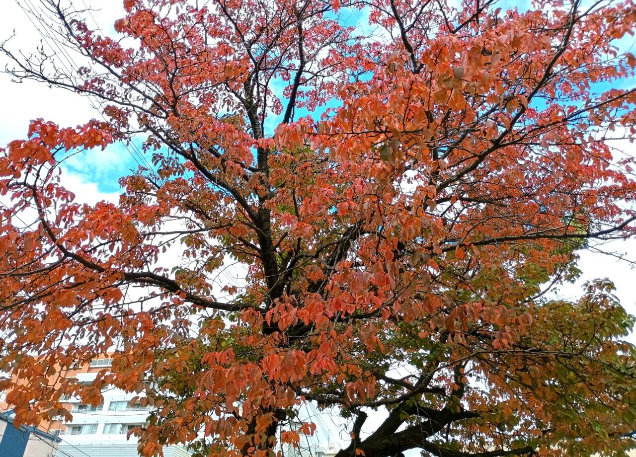 屯田の森
