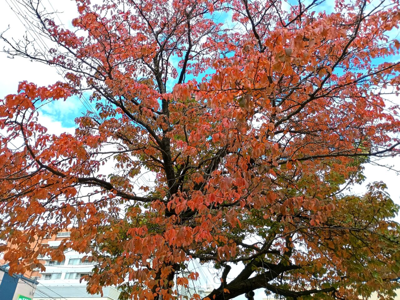 屯田の森