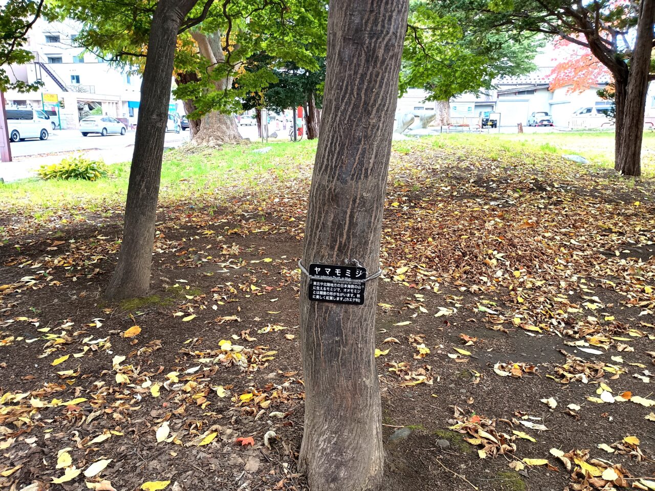 屯田の森