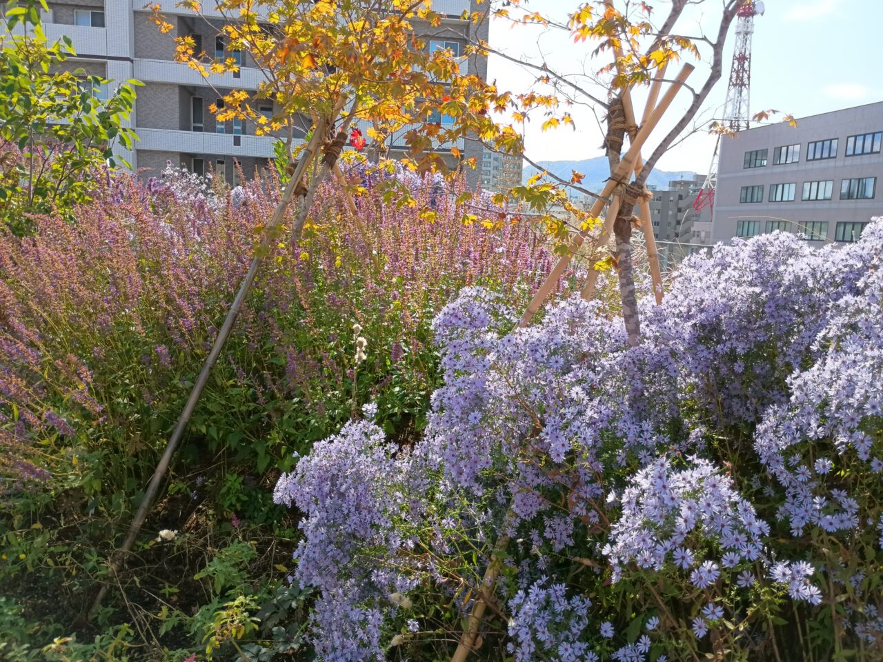 エア森
