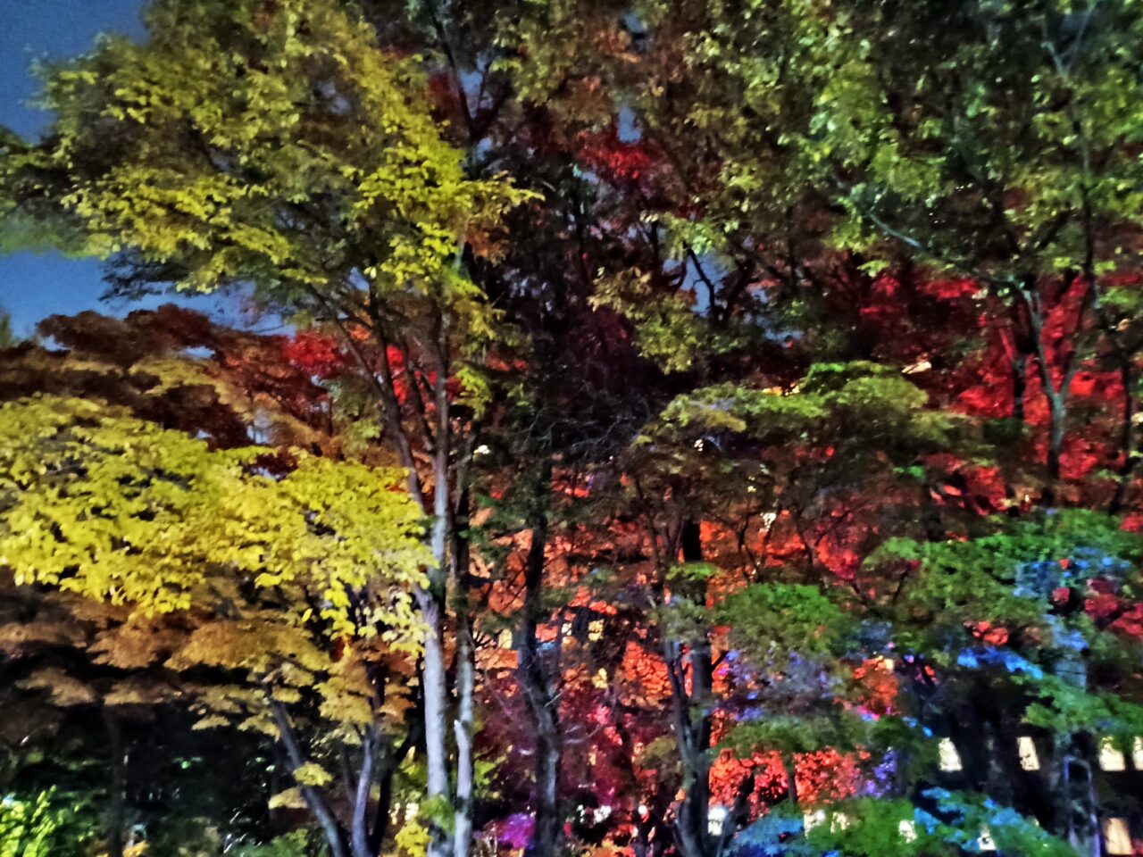 中島公園ライトアップ1