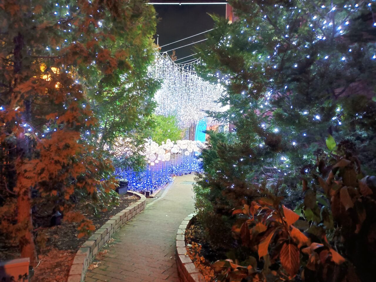 フランセスイルミ