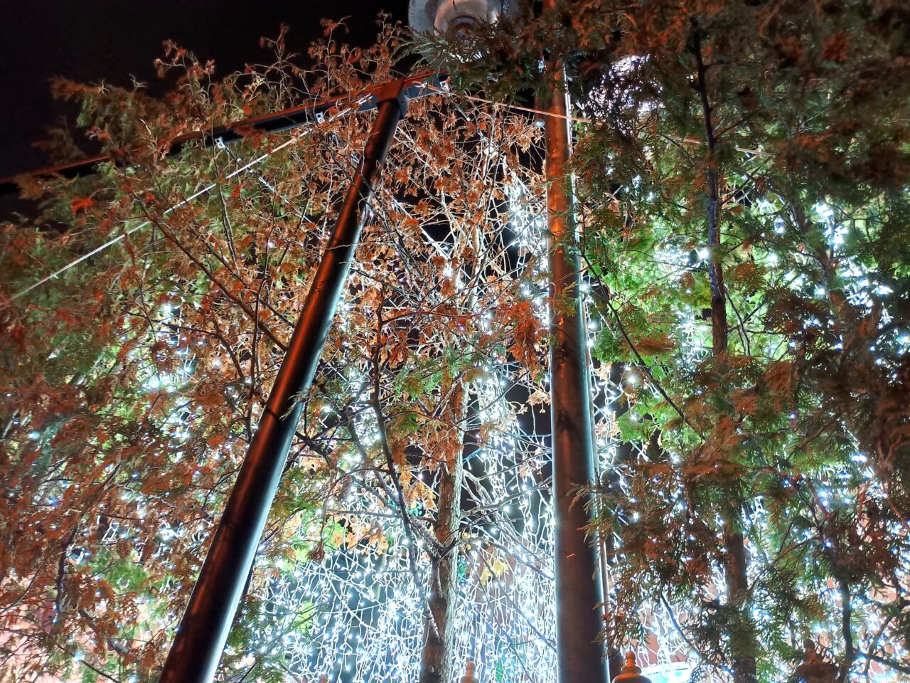 フランセスイルミ