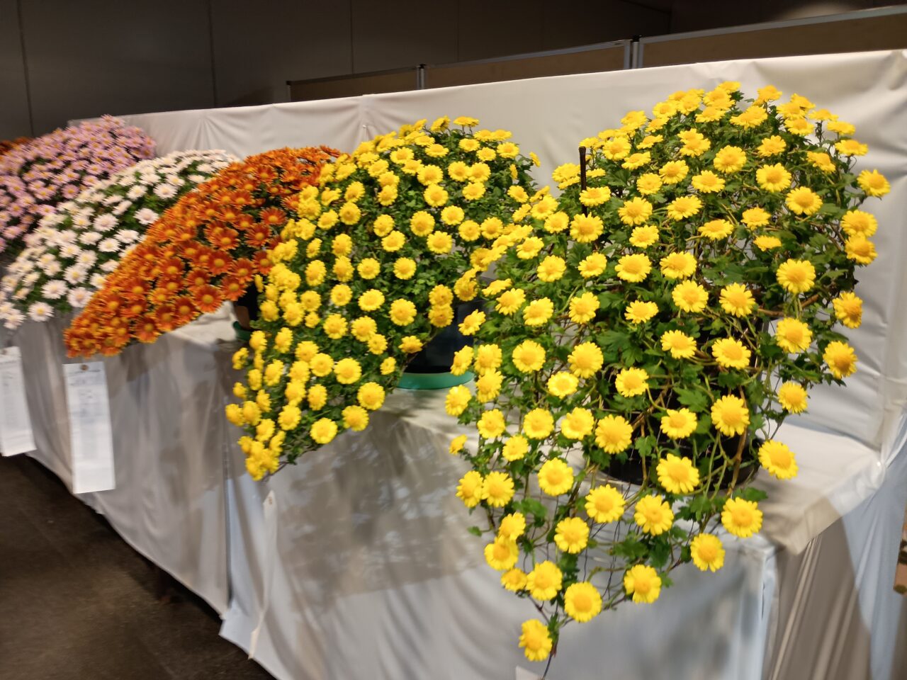 菊まつり2025