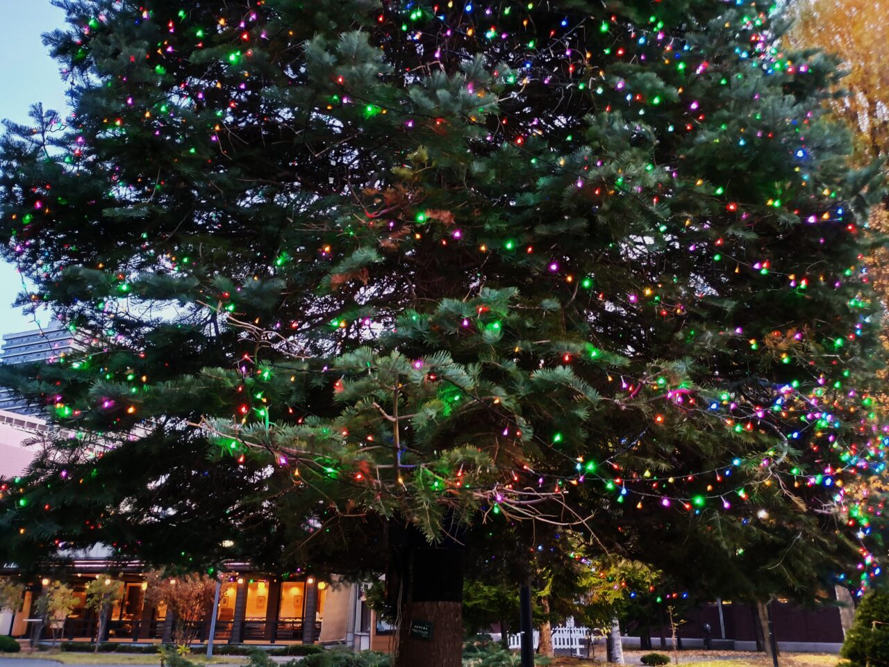 ビール園イルミ