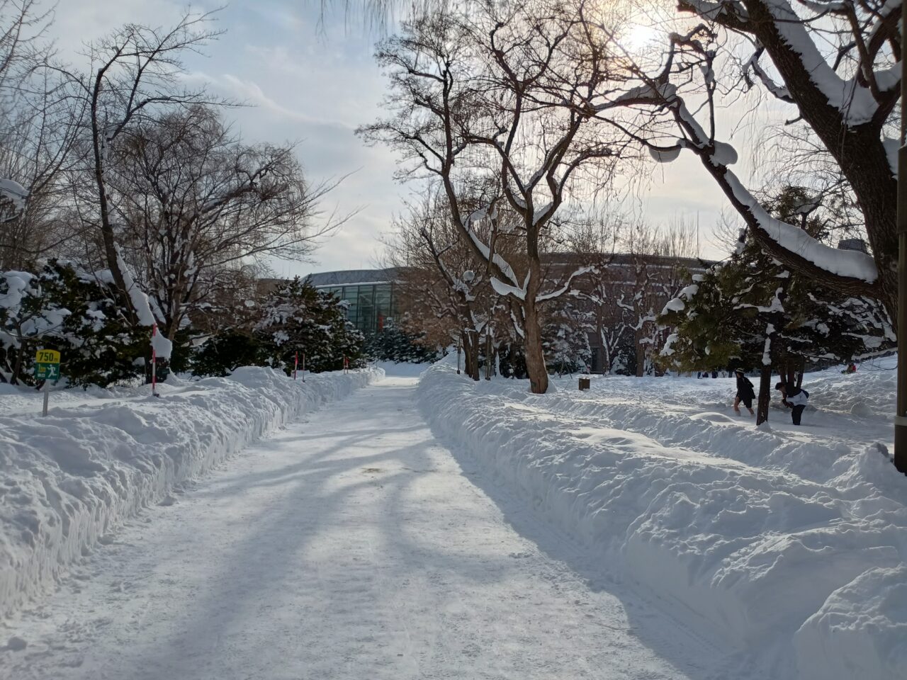 雪明かり中島公園